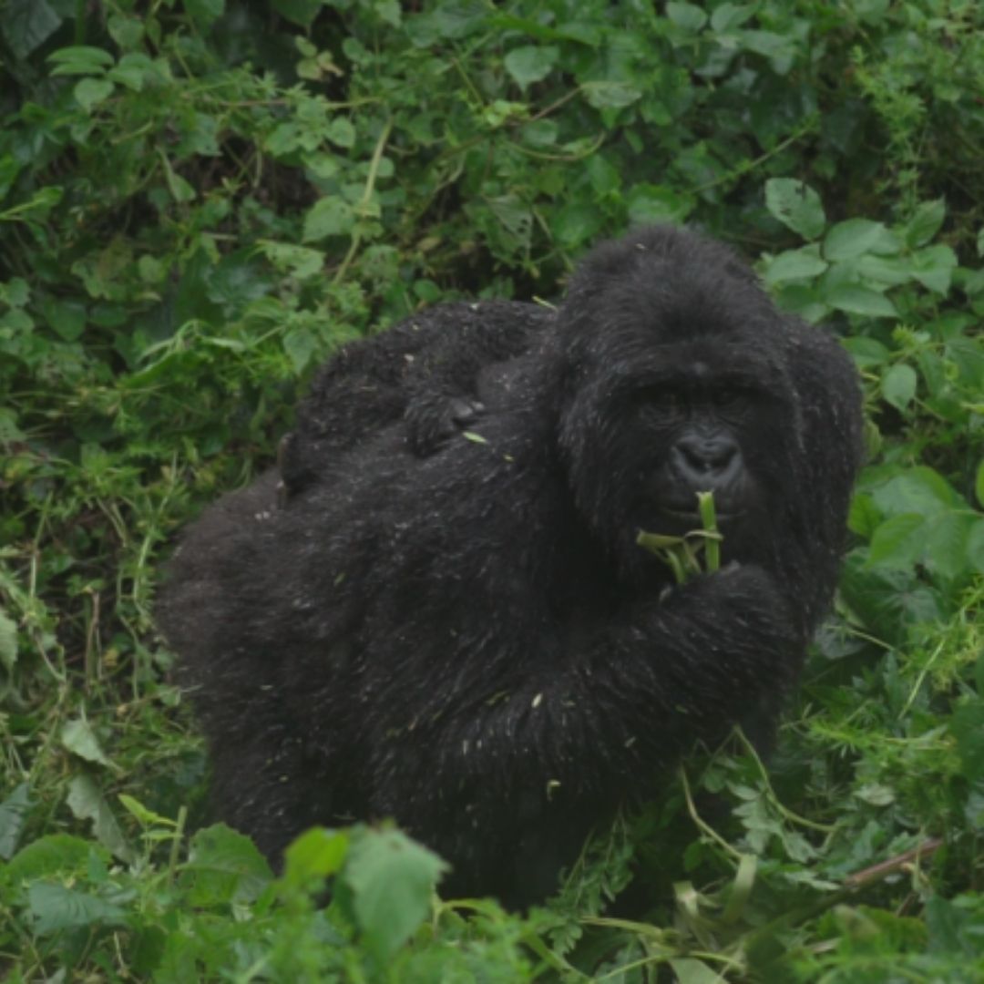 Gorilla mother and baby in Virunga forest